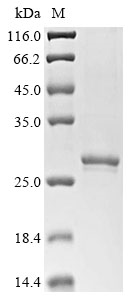 DERF6 Protein