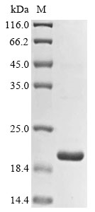 Primate UTY Protein