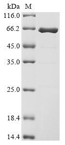 Escherichia coli Peptidoglycan-associated lipoprotein Protein (Biotin)