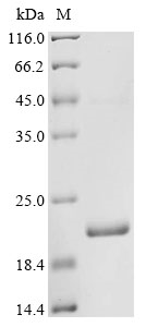 vlpF Protein