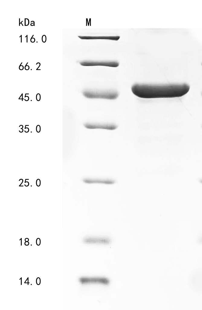 Human FAM3C Protein