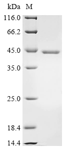 Mumps virus Fusion glycoprotein F0 Protein