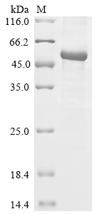 Rat Angpt1 Protein