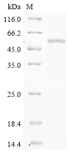Mouse Pah Protein