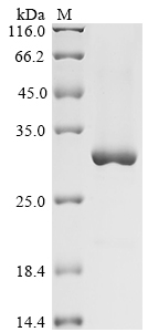 Human FER Protein