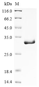 Human KLK9 Protein