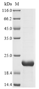 Plant PROLM25 Protein
