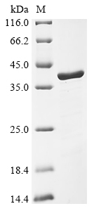 Mouse Snrpa Protein
