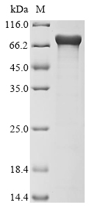 E. coli Escherichia coli Ferric aerobactin receptor Protein