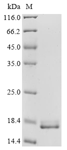 E. coli ccdA Protein