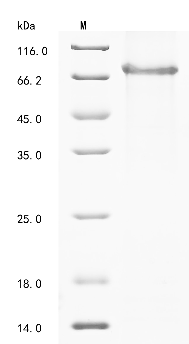 Mouse Adgre1 Protein