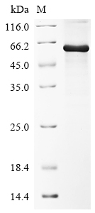 Drosophila melanogaster Protein shifted Protein