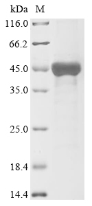Human TARDBP Protein
