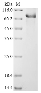 Mouse C1s1 Protein