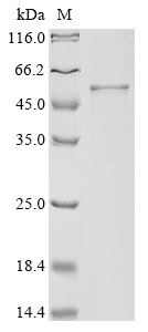 Plasmodium knowlesi Circumsporozoite Protein