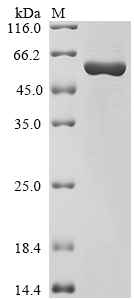 Human CCL1 Protein (Biotin)