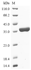 Bacillus cereus 1-phosphatidylinositol phosphodiesterase Protein