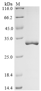 Human CASP3 Protein