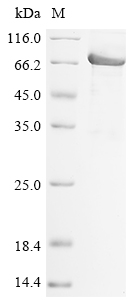 Human DSG2 Protein
