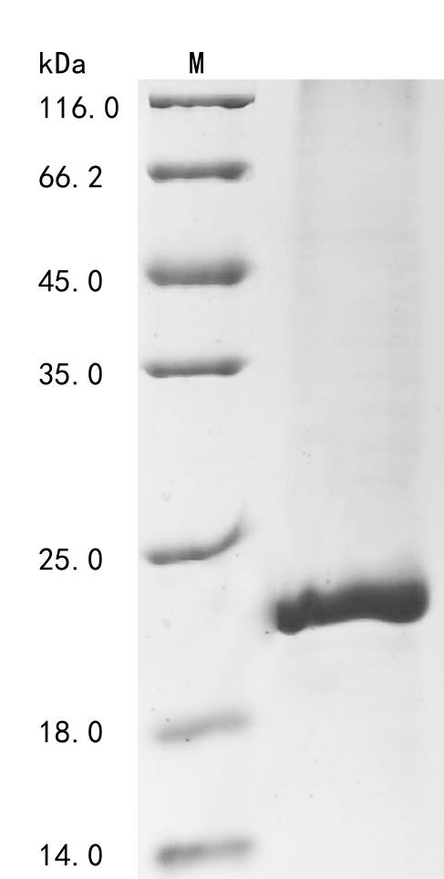 Human ASIP Protein