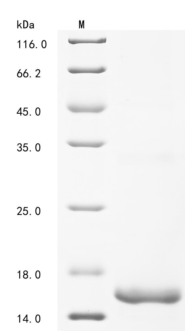 mbnA Protein