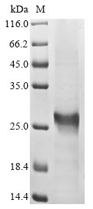 Human BACH2 Protein