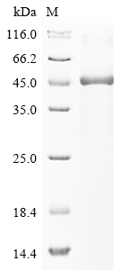 Human SMURF1 Protein