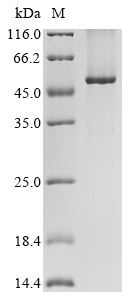 Human WDFY1 Protein
