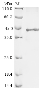 Human REG3G Protein