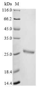 Mouse Isg15 Protein