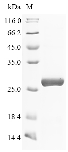 Human MBTPS1 Protein