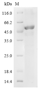 Human RAB35 Protein