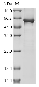 CCD4 Protein