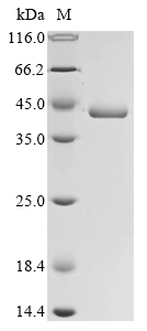 Streptococcus pneumoniae L-lactate dehydrogenase Protein