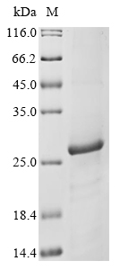Rh2b Protein