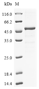 Human TCN2 Protein