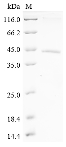 Human SFRP2 Protein