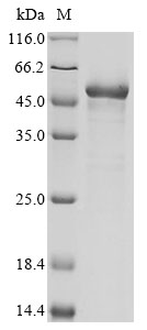 Human PMPCB Protein