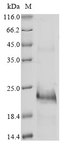 Hydrophis schistosus Basic phospholipase A2 Protein