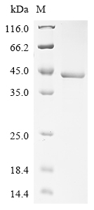 Human LIPA Protein