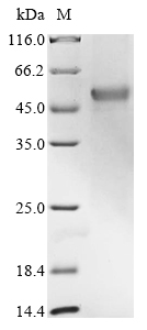 Human IRF1 Protein
