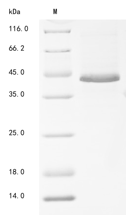 Mouse Wnt7a Protein
