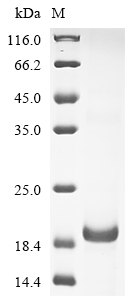 Human IL13 Protein