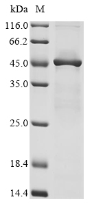 EEF2 Protein