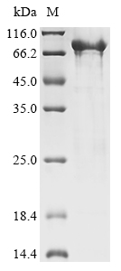 nuc1 Protein