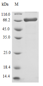 VACWR062 Protein
