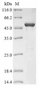 Human ORF11 Protein