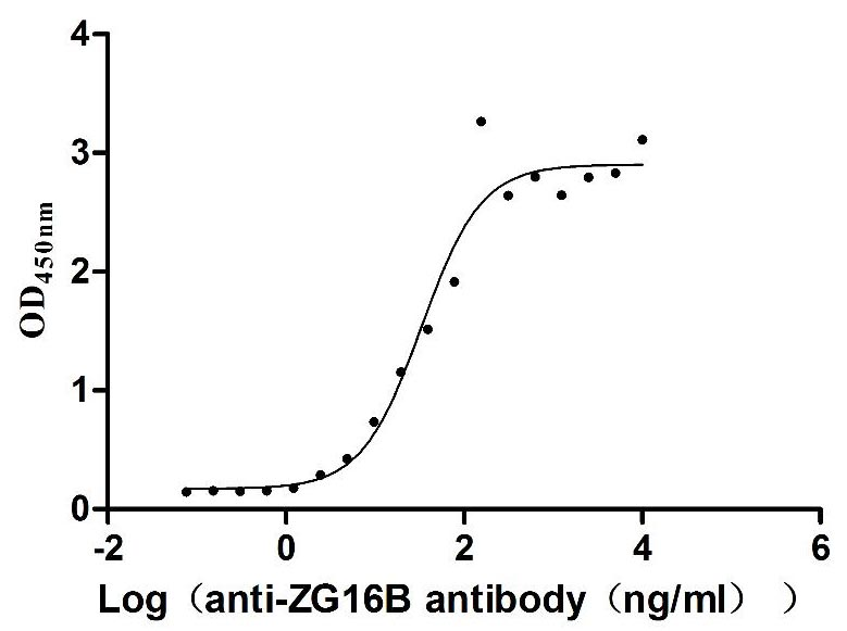Human ZG16B Protein
