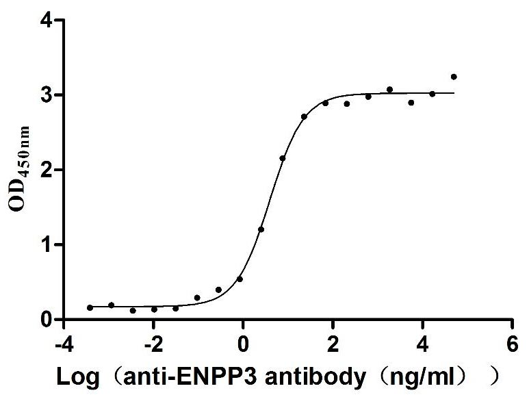 ENPP3 Protein
