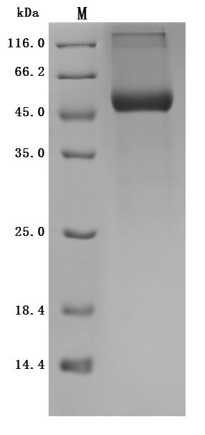 Mouse Rbp4 Protein